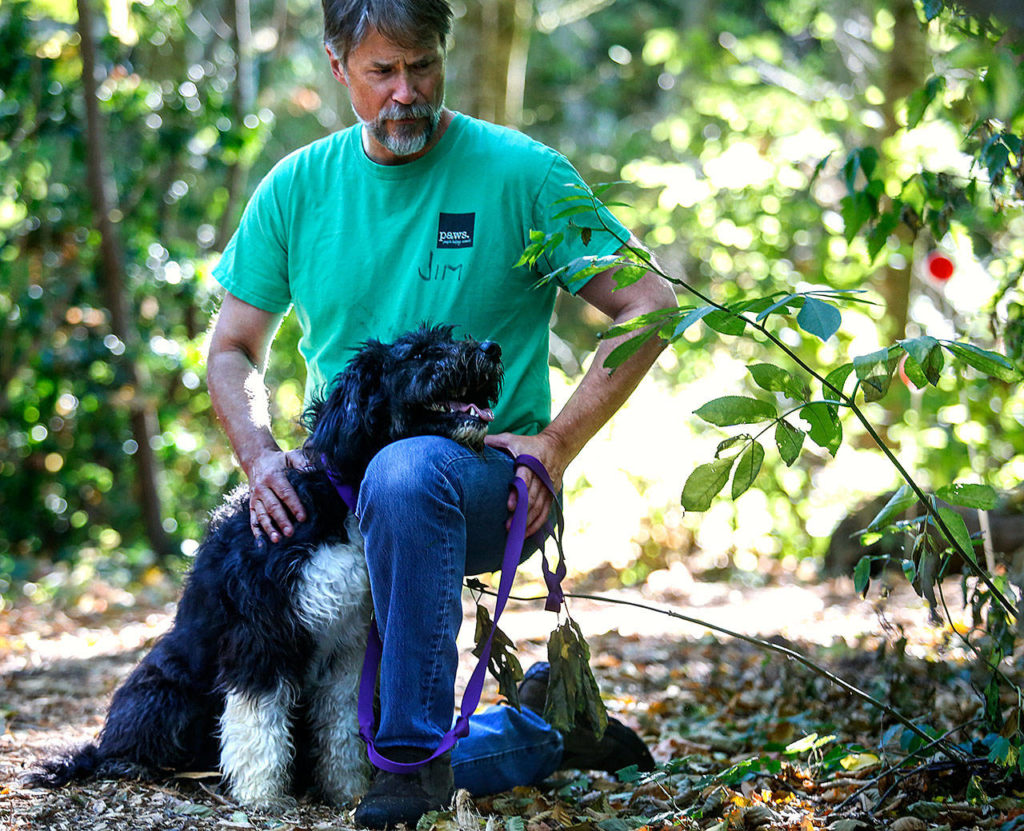 Volunteer Jim Freeman, of Edmonds, pauses along a trail on the Lynnwood PAWS property Friday while walking Bear, a male bearded collie mix. Along with others, Bear was flown to Washington to make room in Texas animal shelters so hurricane victims and their pets will have a better chance to be reunited. Meanwhile, in coming here, Bear has already found a new, loving family and has been renamed Bernard F. “Bernie” Harvey. (Dan Bates / The Herald)
