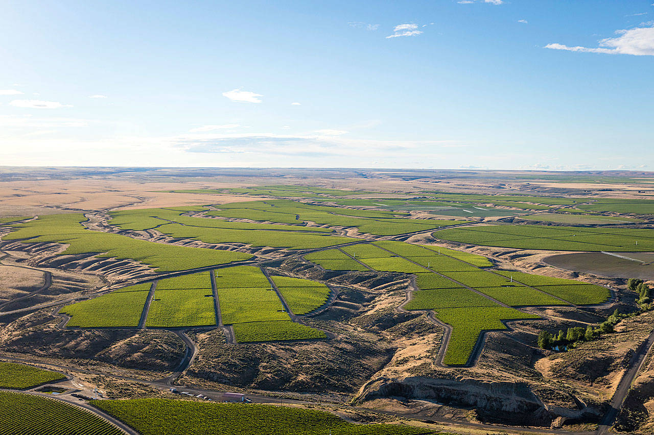 Double Canyon pulls from its 90-acre vineyard in Washington’s Horse Heaven Hills, and in September, the company will open a new winery in West Richland, Washington. (Photo courtesy of Crimson Wine Group)
