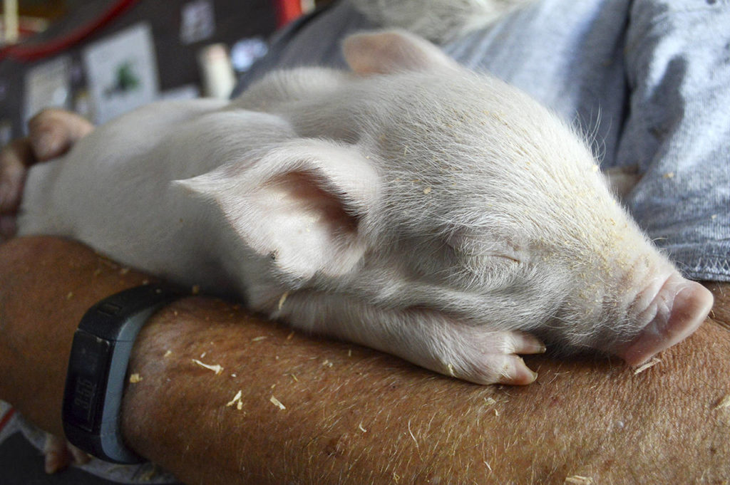 Kids willing to give up chance for prizes to save dying piglet