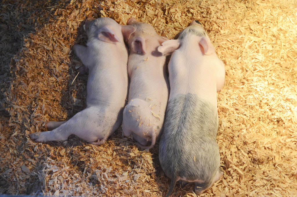 The piglet (center) that was saved by a donation of goat milk from 4H participants at the Evergreen State Fair is now doing well in the pen with her brothers and sisters. (Brielle Dodge / Evergreen State Fair)
