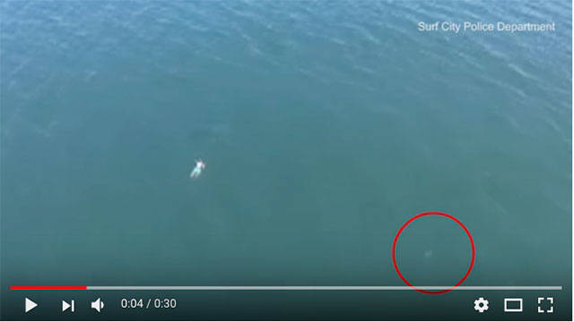 A screenshot of drone video shows a man swimming out to sea, while reportedly fleeing police, and a shark about 60 feet away. (Surf City Police Department image)