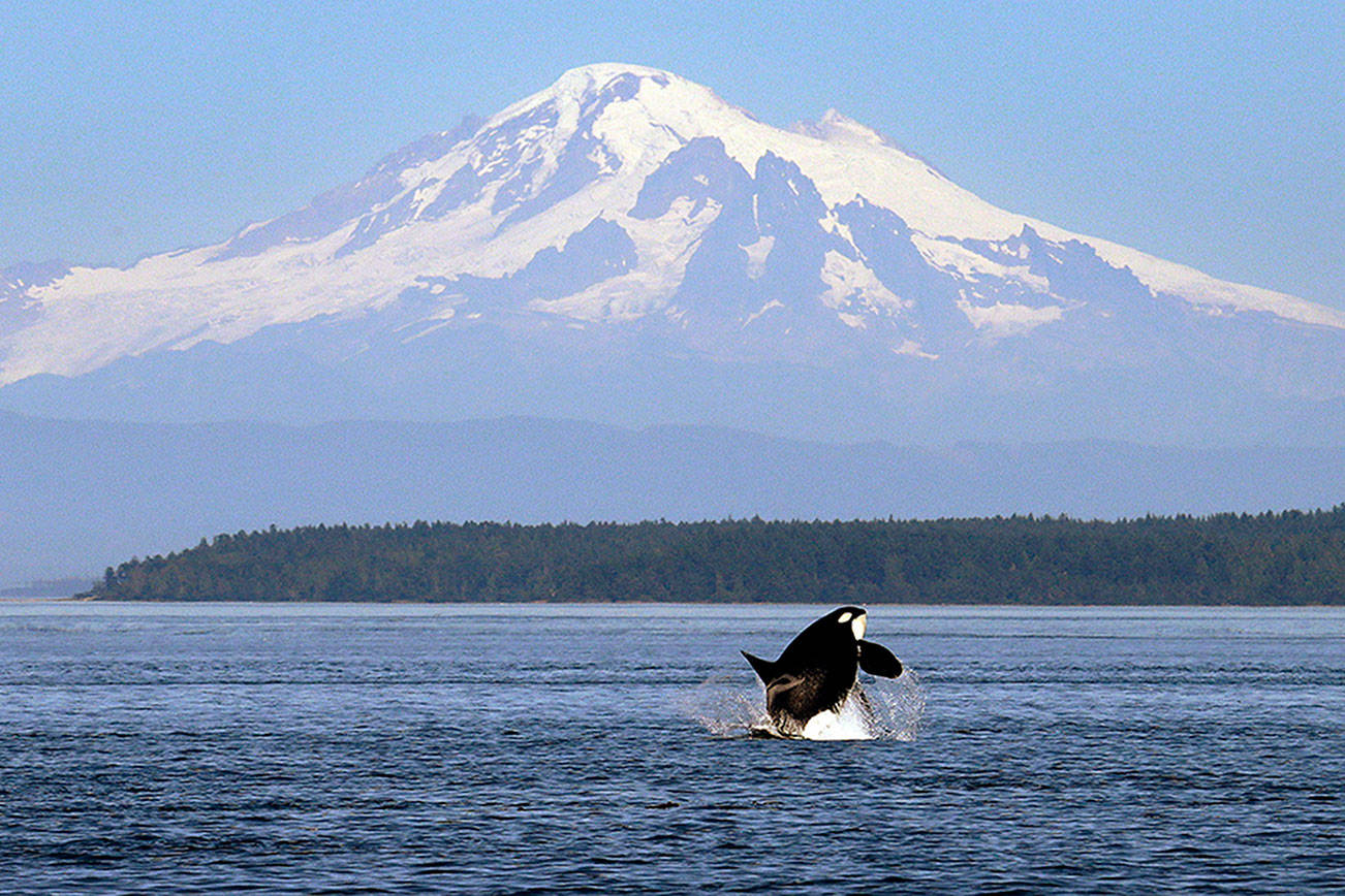 Ships slowing in busy channels to protect endangered orcas