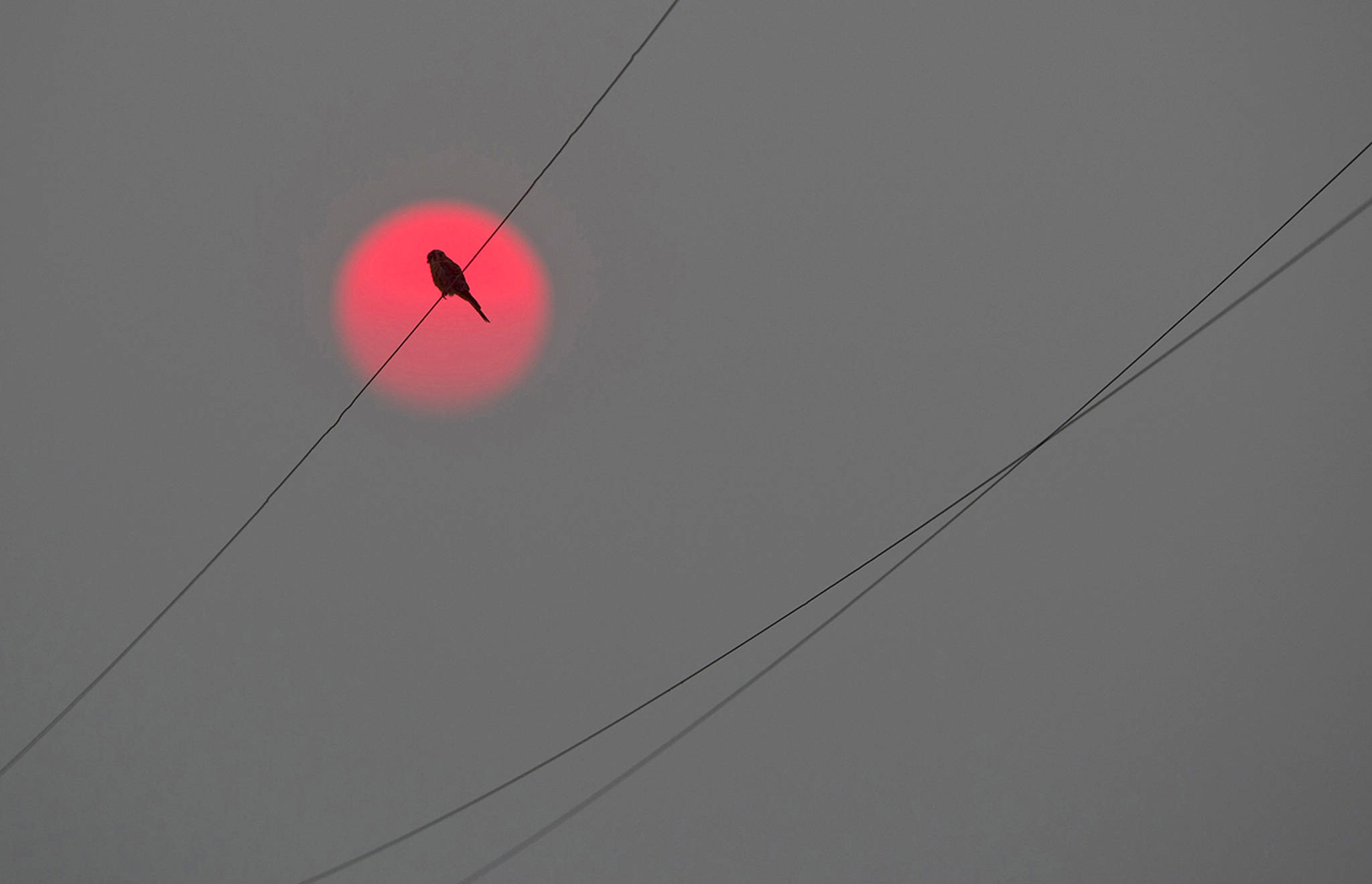 An American kestral takes in the setting sun, made red from Northwest wildfire smoke, from a power line just outside Walla Walla on Monday evening. (Greg Lehman/Walla Walla Union-Bulletin via AP)