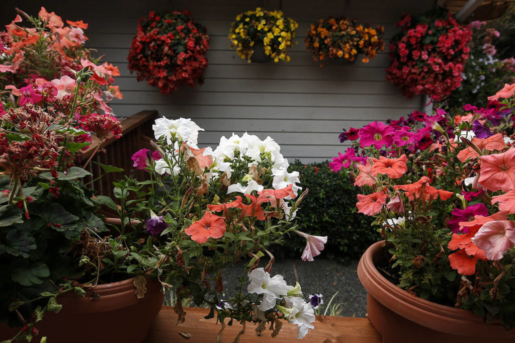 Hundreds of vibrant flowers bloom outside of Golfview adult home in Everett. (Ian Terry / The Herald)
