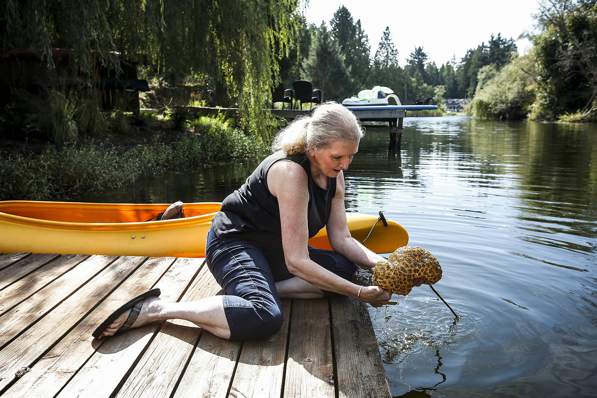 Miriam Lancaster lifts up a bryozoan, a filter feeding aquatic animal, from the dock of her Lake Ketchum home in Stanwood on Sept. 13. Lancaster discovered the blob-like creature last month while looking through a crayfish pot she had left near the shoreline. (Ian Terry / The Herald)