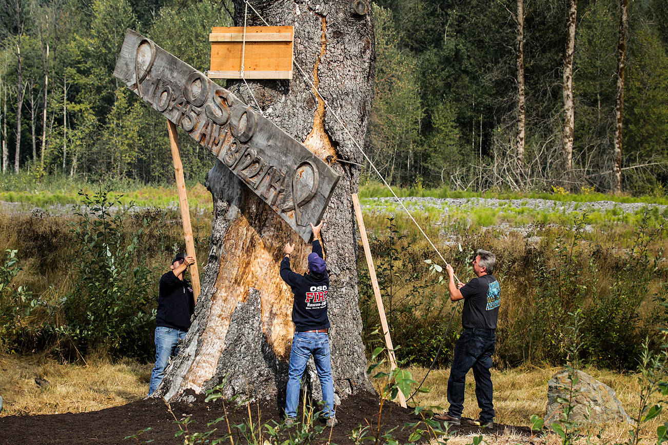 The Oso tree that withstood the mudslide finally comes down