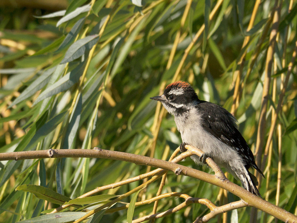 A fledgling male downy woodpecker perches in a willow while waiting for its next food delivery. (Photo courtesy of www.paradisebirding.com)
