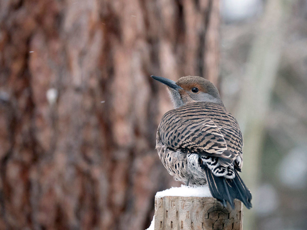 A female Northern flicker pauses between feeding bouts in a Northwest winter. (Photo courtesy of www.paradisebirding.com)
