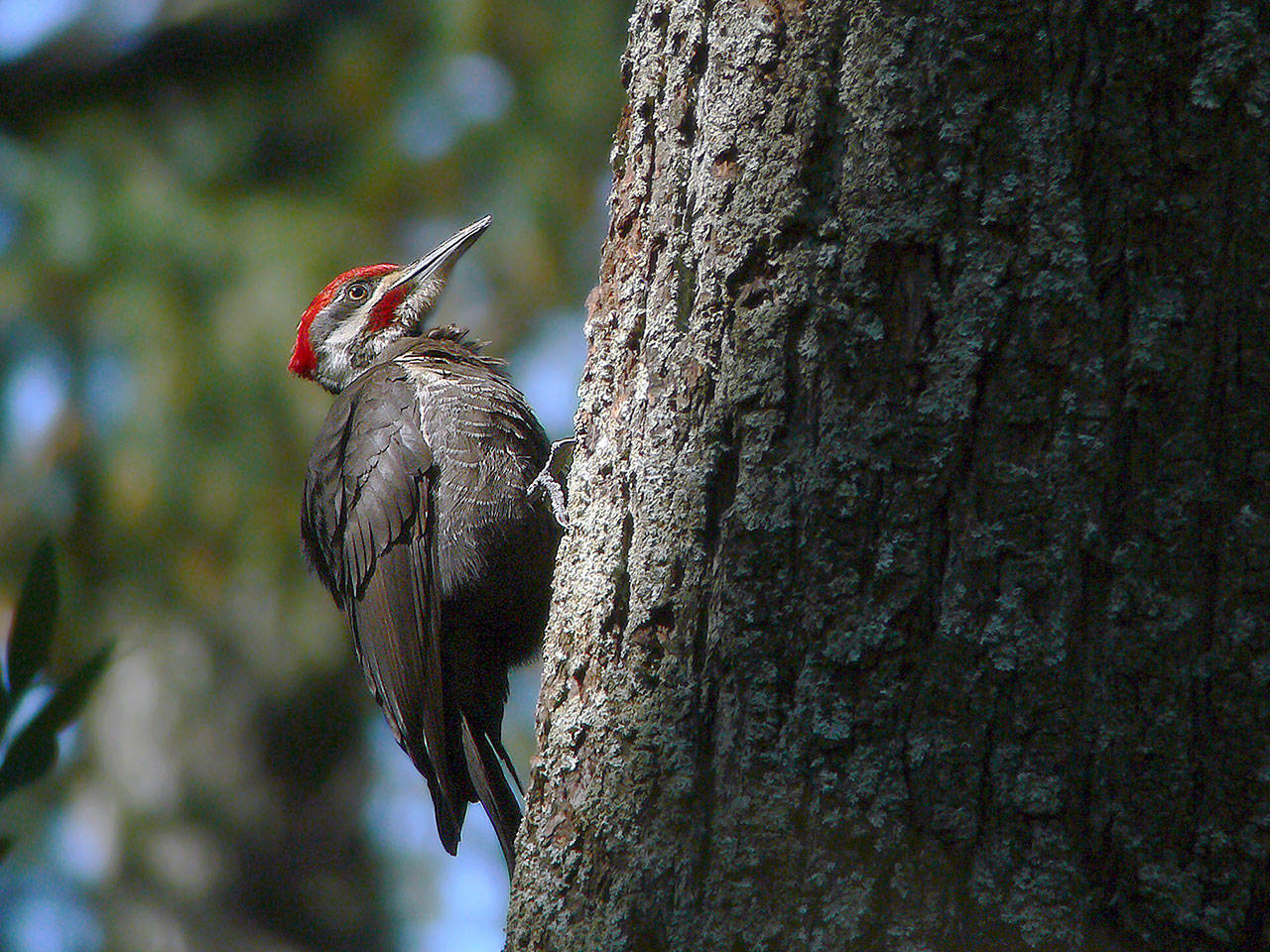 The pileated woodpecker is the largest of its family in North America and one of the top 10 largest woodpeckers in the world. (Photo courtesy of www.paradisebirding.com)