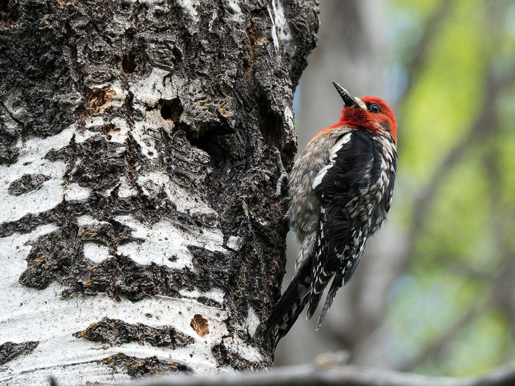 The red-breasted sapsucker is often found in hemlock and spruce forests in the Pacific Northwest. (Photo courtesy of www.paradisebirding.com)
