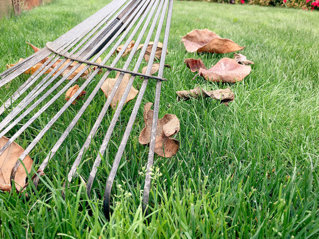 McClain rakes leaves in the author’s backyard. (Nicole Phillips/Sunnyside Nursery)
