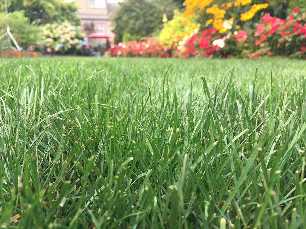 Smith recommends feeding grass with an organic lawn food over synthetic fertilizers. (Nicole Phillips/Sunnyside Nursery)
