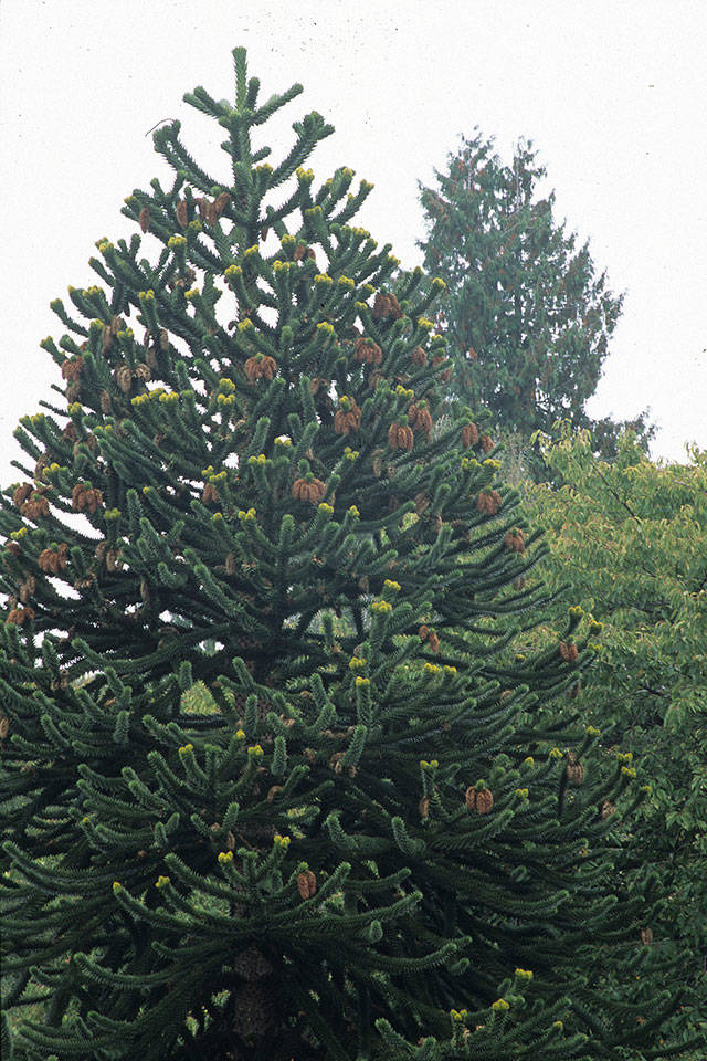 The monkey puzzle tree is native to South America. It is the national tree of Chile. (Richie Steffen)