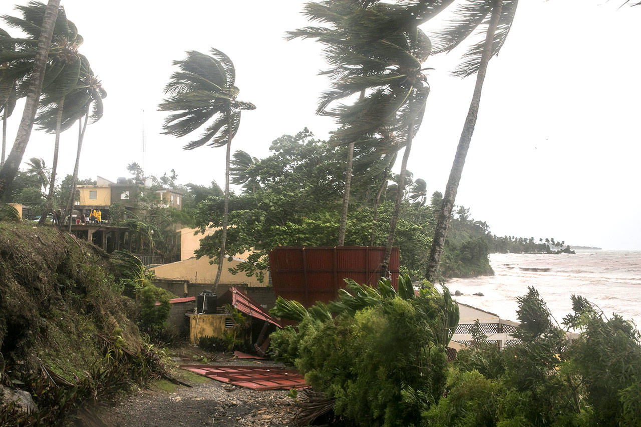 Winds brought by Hurricane Irma blow palm trees in Samana, Dominican Republic, on Thursday. (AP Photo/Tatiana Fernandez)