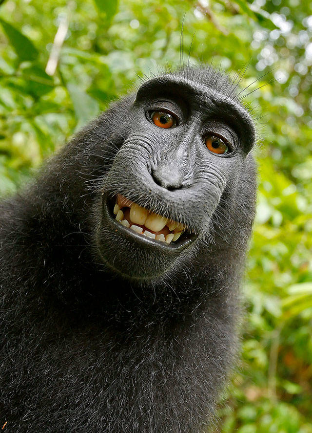 A selfie taken with an unattended camera owned by David Slater by a macaque monkey in 2011 in Sulawesi, Indonesia. (Wikimedia Commons)