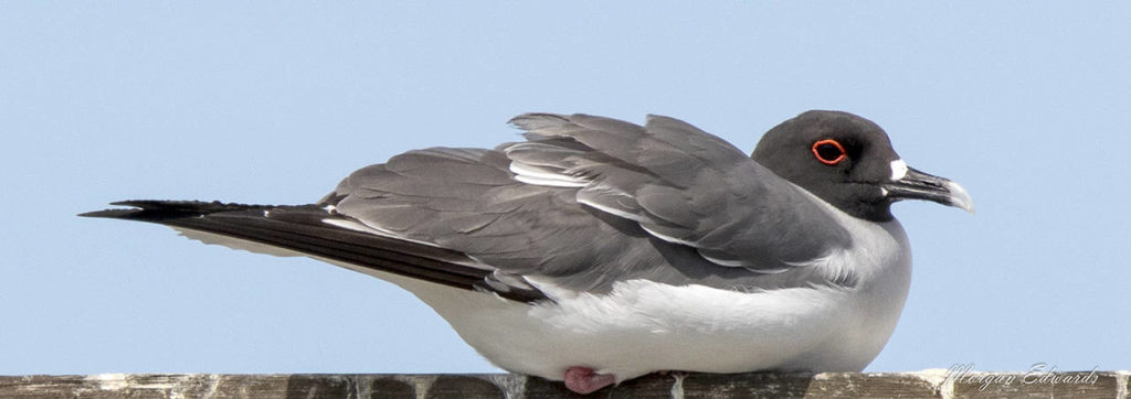 Swallow-tailed gull (Morgan Edwards)
