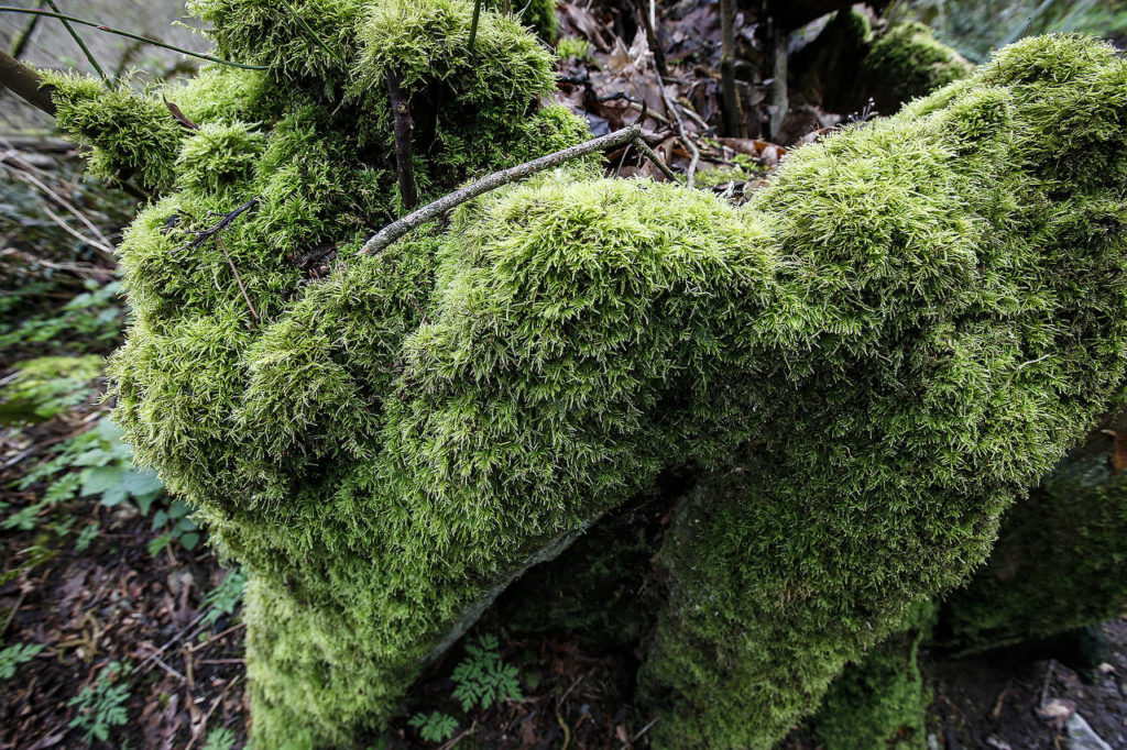 Moss grows on a stump along the Japanese Gulch Loop Trail in Mukilteo on Saturday, March 25. (Ian Terry / The Herald)
