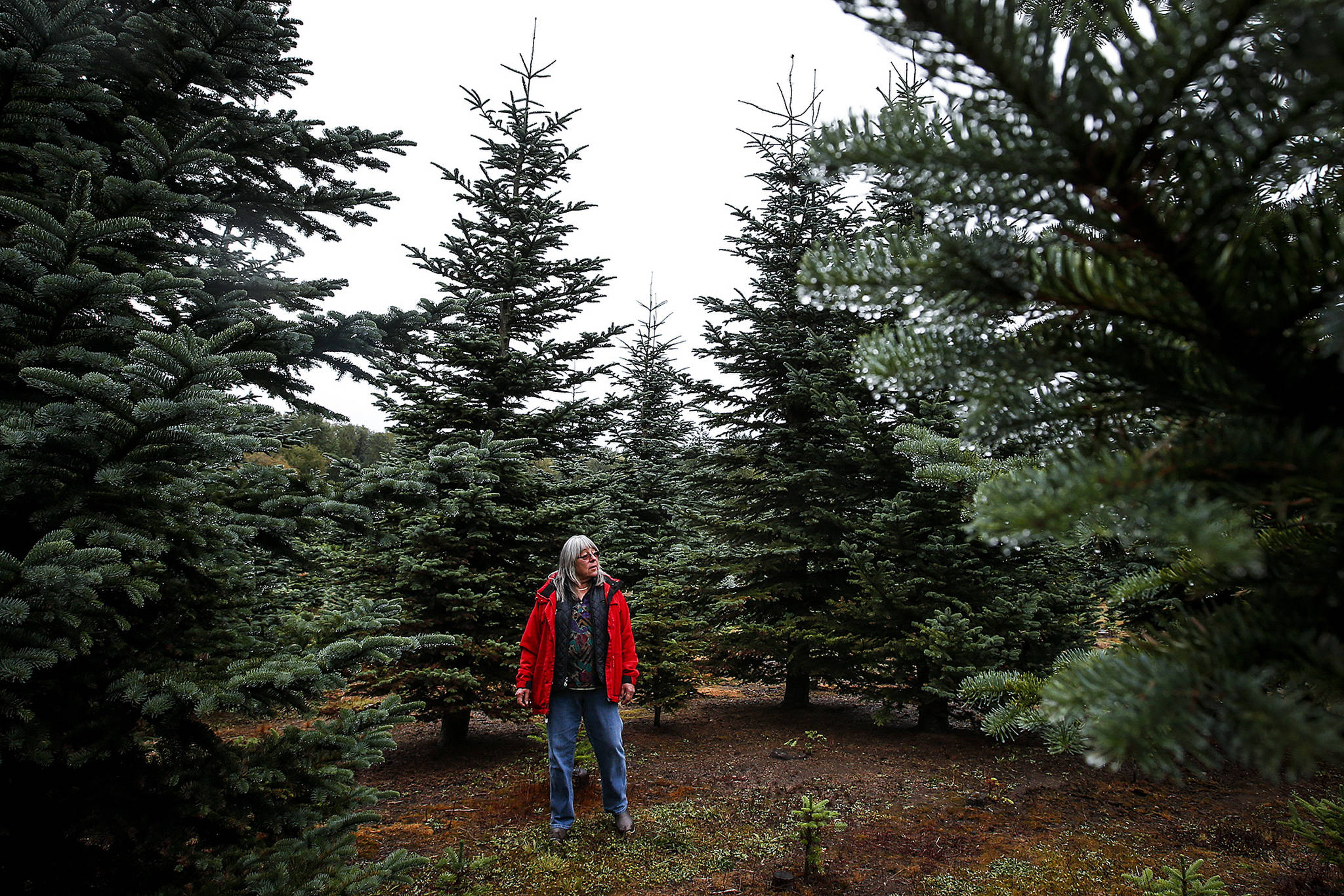 Lanai Hemstrom walks through rows of trees at her Hemstrom Valley Tree Farm in Granite Falls on Tuesday. Hemstrom’s trees have been affected by the record dry weather over the summer and have shed more needles than usual. (Ian Terry / The Herald)
