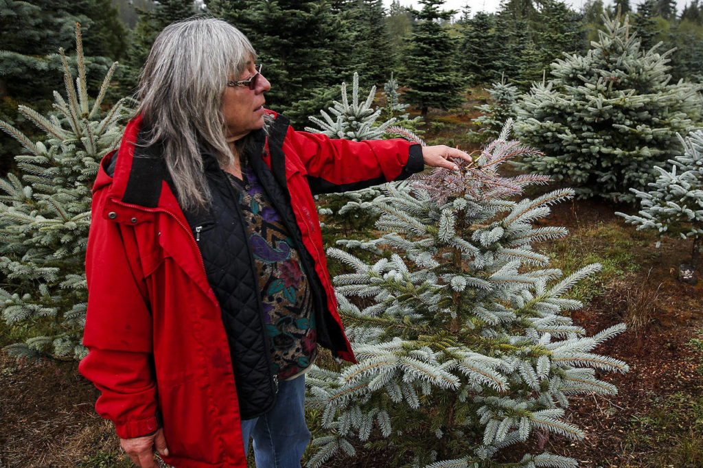 Lanai Hemstrom feels the dried out top of a Colorado blue spruce tree at her Hemstrom Valley Tree Farm in Granite Falls on Tuesday. (Ian Terry / The Herald)
