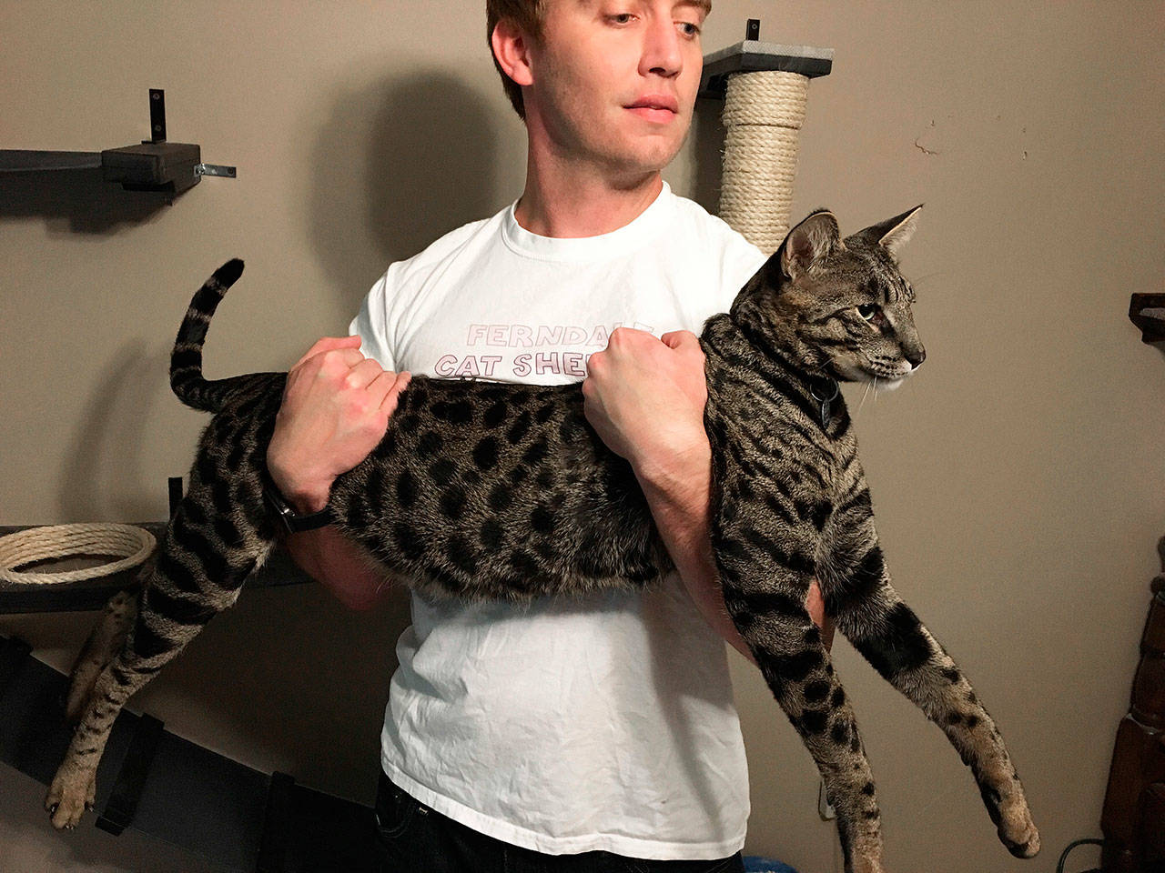 Will Powers holds his cat, Arcturus Aldebaran Powers, on Wednesday in Farmington Hills, Michigan. Arcturus, a F2B Savannah cat, has been named the tallest pet cat in the world in the Guinness World Records 2018 version. Arcturus, at 2 years old, is about 19 inches and still growing. (Edward Pevos / Ann Arbor News)