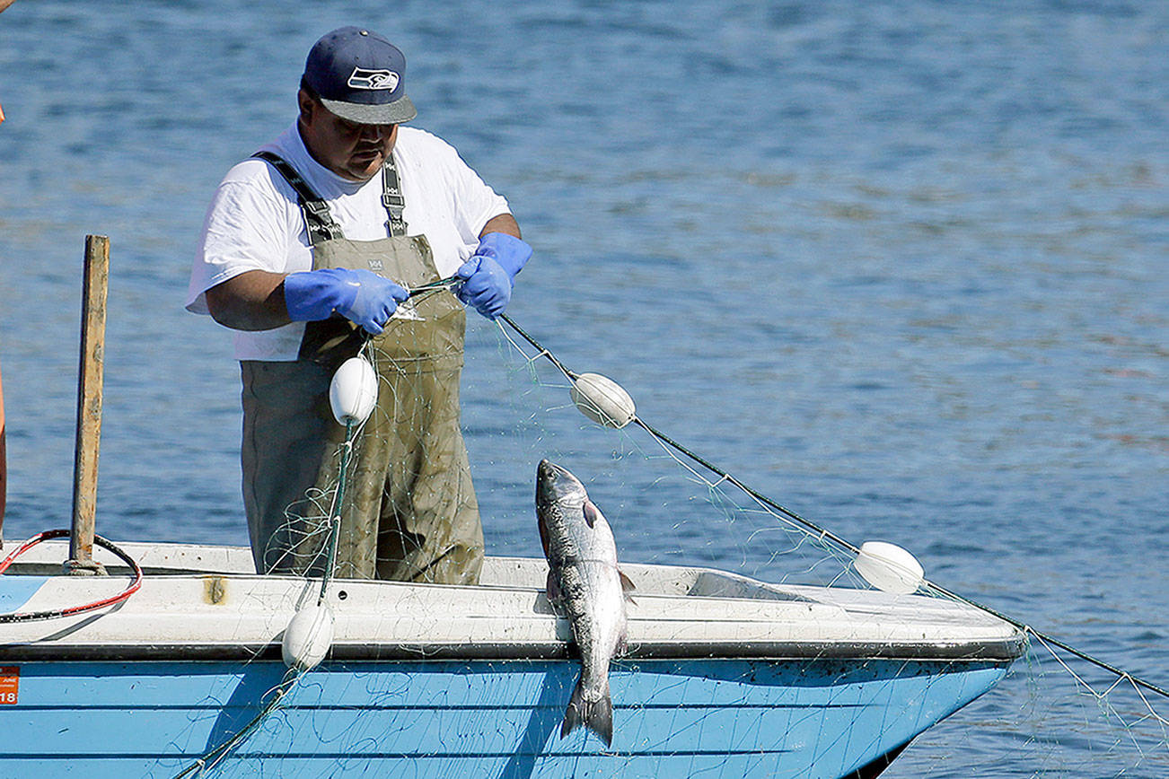 Warm water off West Coast has lingering effects for salmon