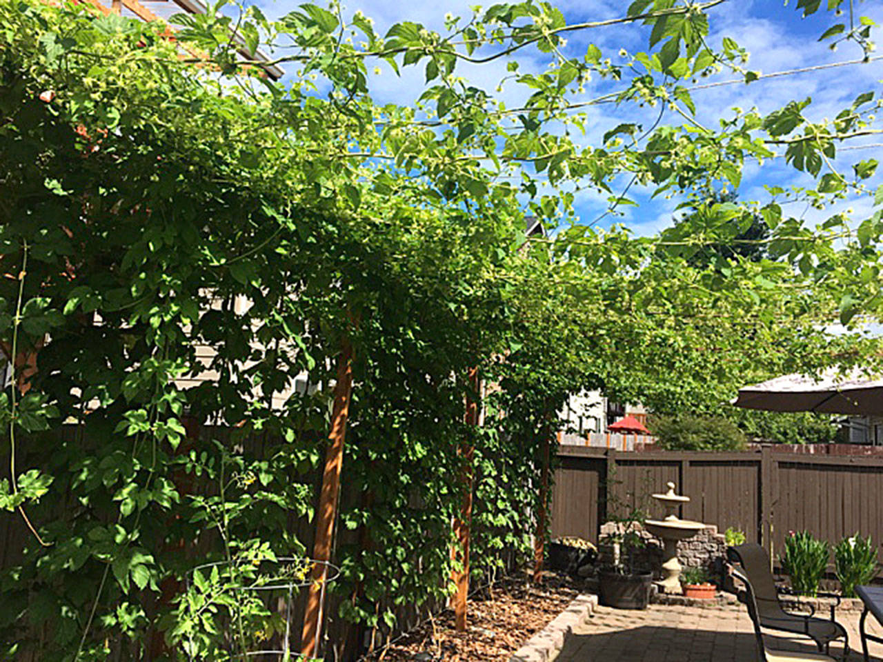 Loyd Hops Farms is in Nick Loyd’s south Everett back yard. Loyd maximized the space to grow hops by building a 10-foot-tall trellis that runs 40 feet across his yard. (Loyd Hops Farms)