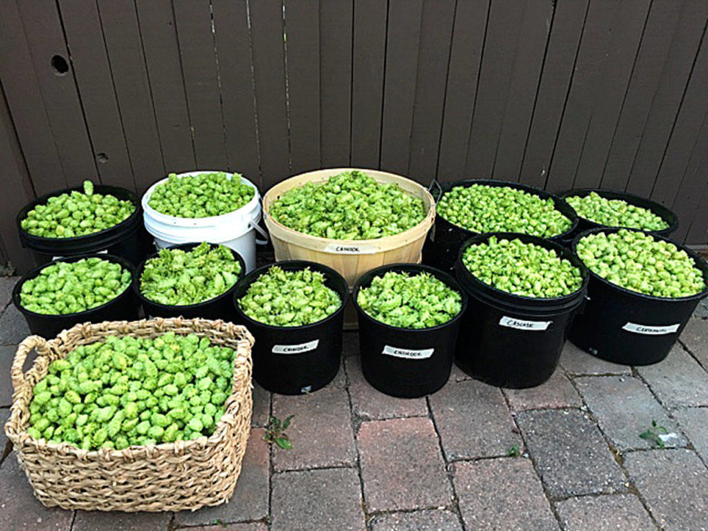5 Rights Brewing in Marysville received 70 pounds of hops — enough to make two barrels’ worth of its new fresh hop imperial IPA. (Loyd Hops Farms)
