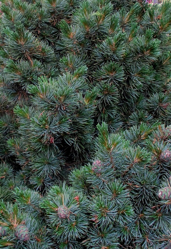 Add a bit of blue to the yard with Pinus parviflora “Aoi.” The short needles of this Japanese pine are a silvery blue on one side and green on the other side, with an abundance of small cones. (Pam Roy/For The Herald)
