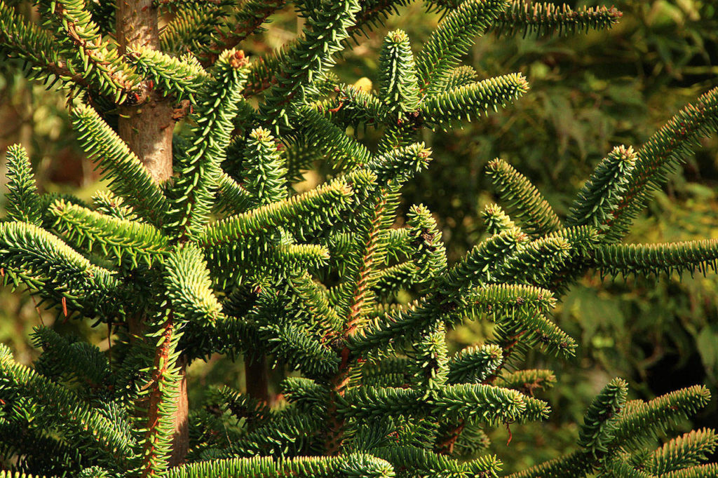 The golden Spanish fir features stiff needles that glow a golden-yellow color in the sun. (Pam Roy/For The Herald)
