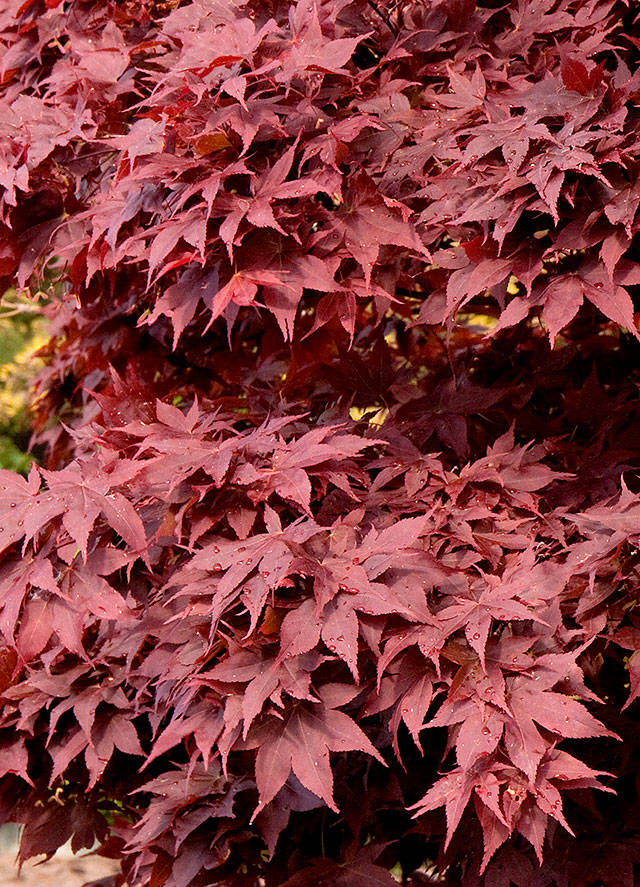 Monrovia                                “Twombly’s Red Sentinel” is a Japanese maple with brilliant red colors and an upright shape. The tree is a “sport,” or a plant mutation, of the larger growing “Bloodgood” Japanese maple. The new foliage emerges bright red, with scarlet fall leaf color.                                “Twombly’s Red Sentinel” is a Japanese maple with brilliant red colors and an upright shape. The tree is a “sport,” or a plant mutation, of the larger growing “Bloodgood” Japanese maple. The new foliage emerges bright red and turns scarlet in the fall. (Monrovia)