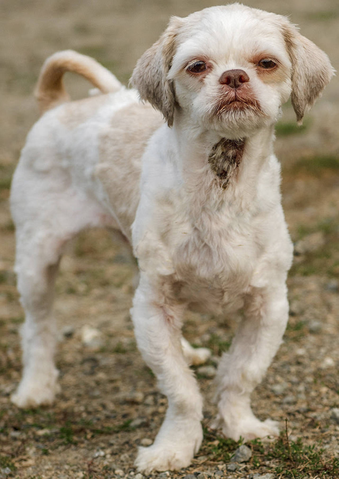 Chase is an adorable little dog that is in need of an adult only home that is familiar with little dogs with big attitudes. If there are any resident dogs they will need a meet and greet prior to adoption. He does still potty in the house when left home alone so his new family will probably need to crate train him. (Curt Story/Everett Animal Shelter)