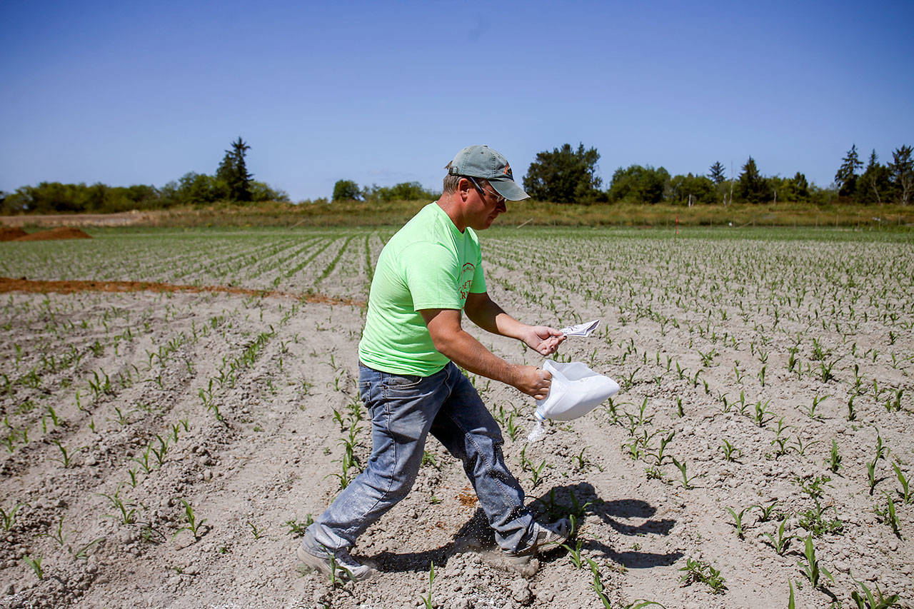 Darren Carleton uses lye mark out the layout the corn maze Saturday morning at Carleton Farms in Lake Stevens on July 15, 2017. (Kevin Clark / The Herald)