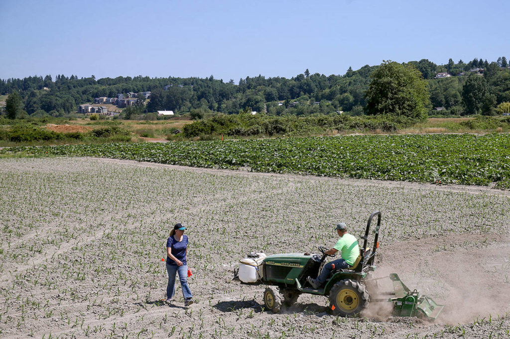 Darren Carleton, driving tractor, and Georgina Carleton work to layout the corn maze Saturday morning at Carleton Farms in Lake Stevens on July 15, 2017. (Kevin Clark / The Herald)

