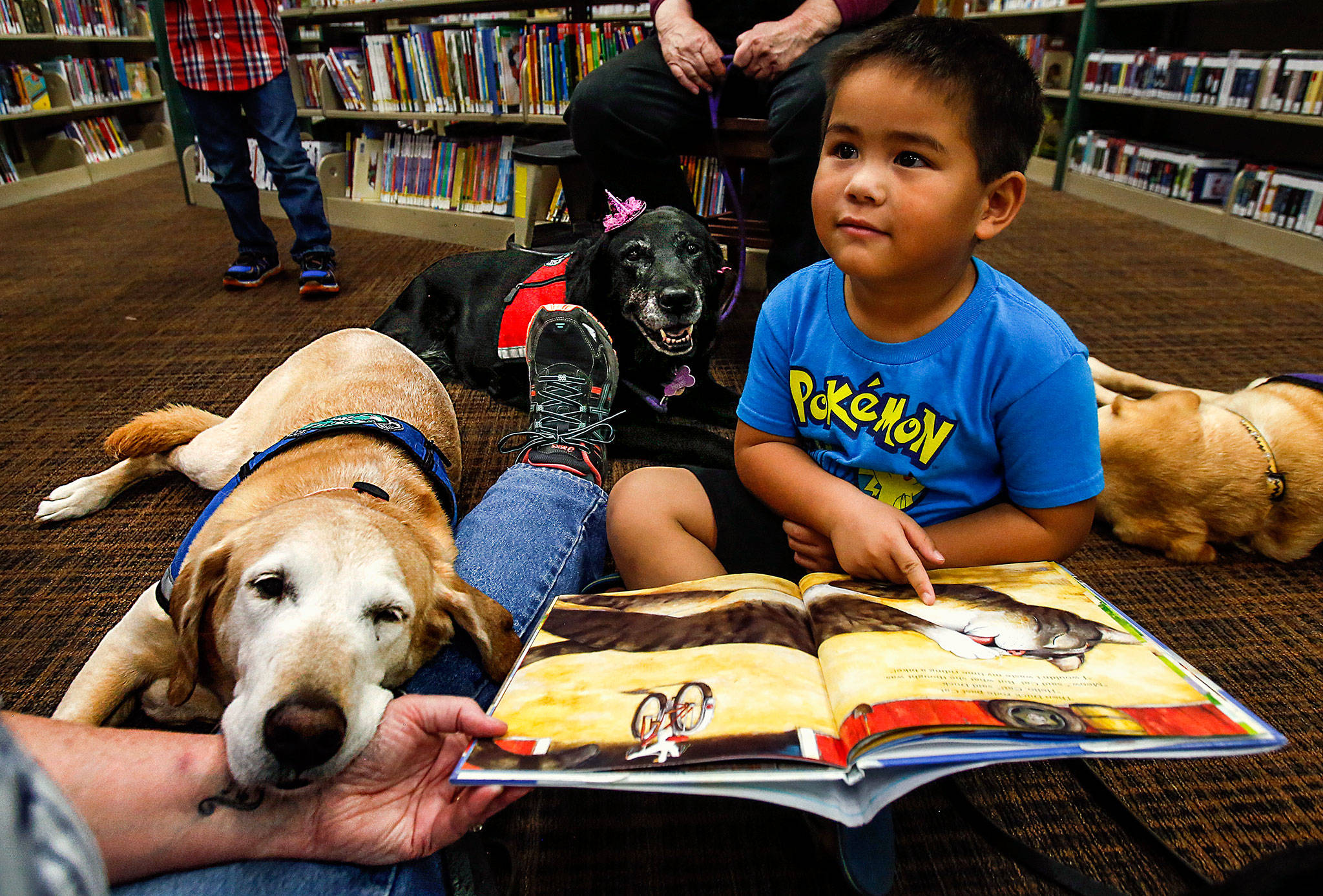 Kayden Blanco, 4, looks up at dog handler Lisa Akin, who holds 11-year-old yellow Lab mix Risa on her lap. Akin was helping the boy read a book. Carmen, a 12-year-old black Lab mix wearing a hot pink party hat, watches politely as Kayden shares the book “A Duck on a Bike” with both dogs and Akin. Carmen and Risa retired Tuesday with a party at the Mukilteo Library. (Dan Bates / The Herald)