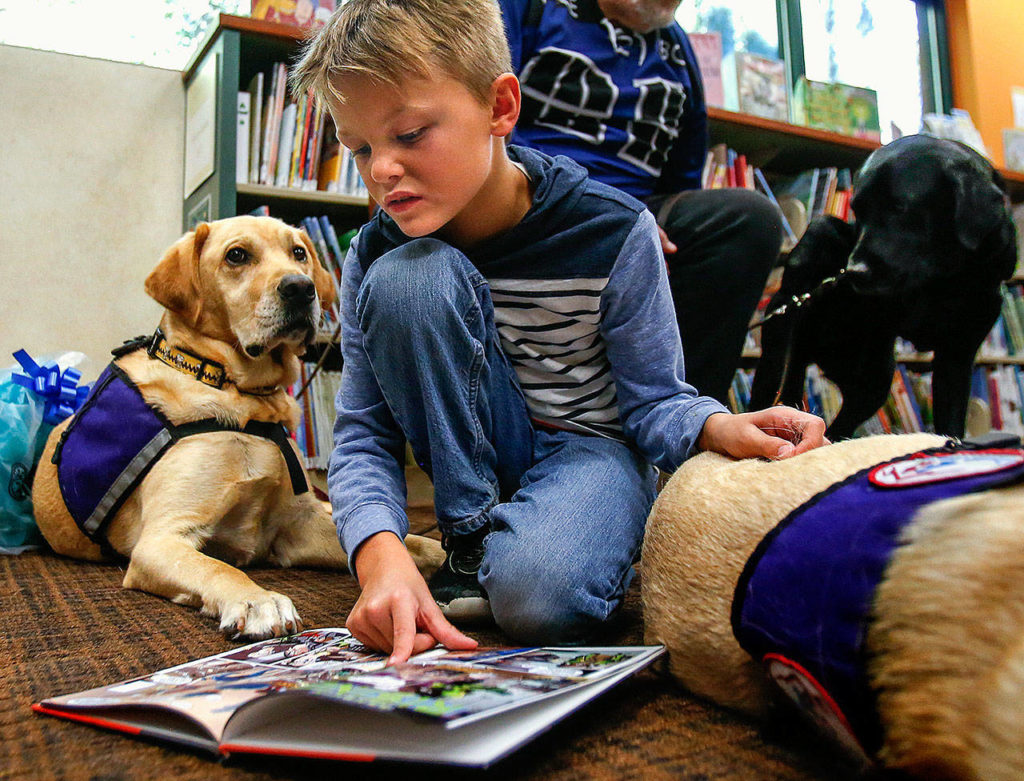 At the Mukilteo Library on Tuesday, Asher Zugel, 7, of Mukilteo reads to therapy dogs Tillman (left) and Merced, who has nearly fallen asleep beneath Asher’s left hand. The dogs are attending a retirement party for their canine friends Risa, 11, and Carmen, 12. (Dan Bates / The Herald)
