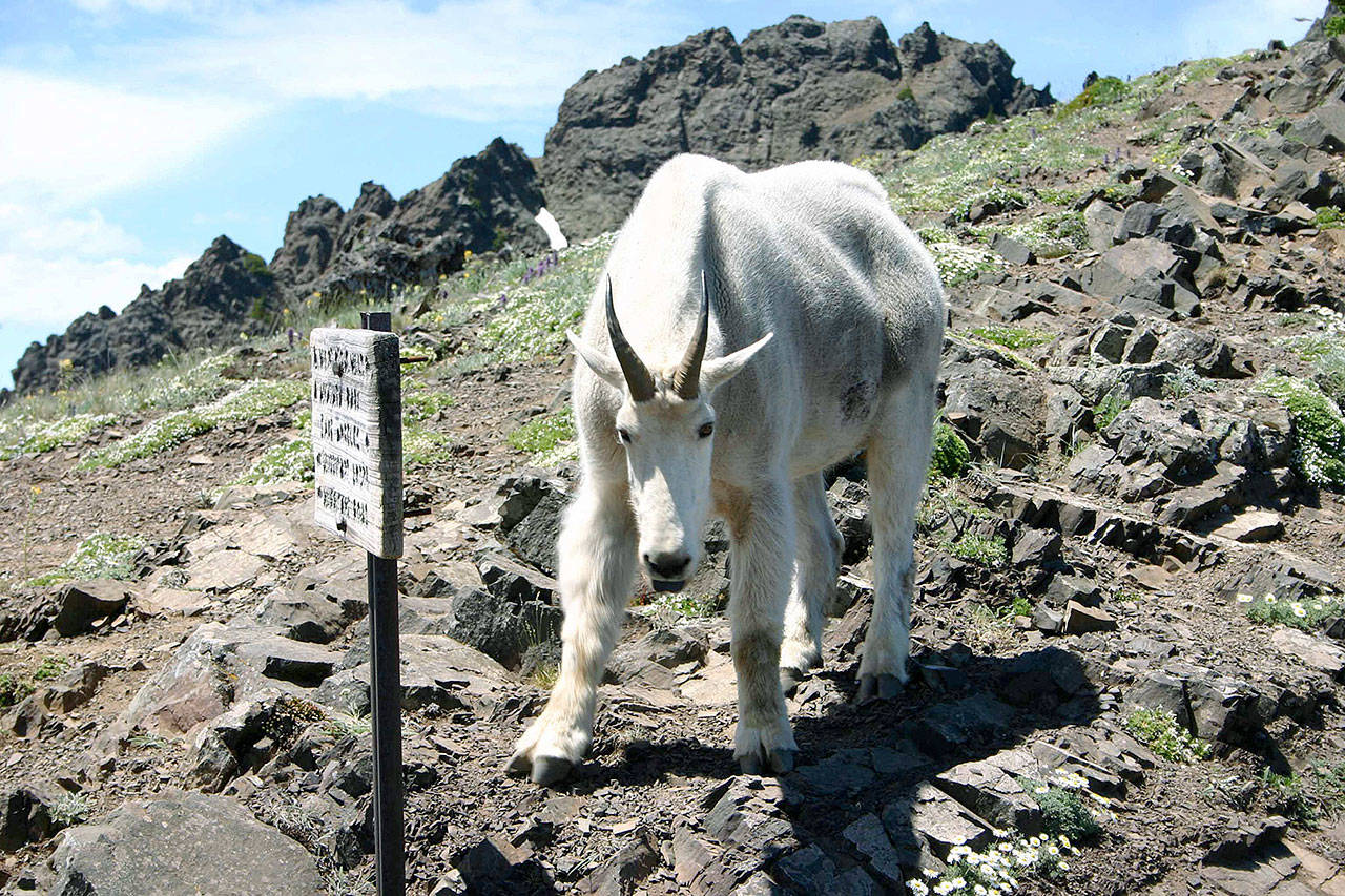 One of the mountain goats in Olympic National Park faces a photographer on the Klahhane-Hurricane Ridge-Switchback Trail. Officials are nearing a decision on what to do with an overpopulation of mountain goats, some of which are aggressive, in Olympic National Park. (Diane Urbani de la Paz/The Peninsula Daily News via AP)