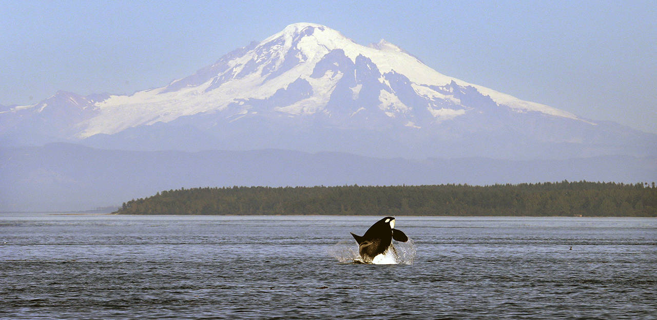 In this 2015 photo, an orca whale breaches in view of Mount Baker, some 60 miles distant, in the Salish Sea in the San Juan Islands. (AP Photo/Elaine Thompson, File)