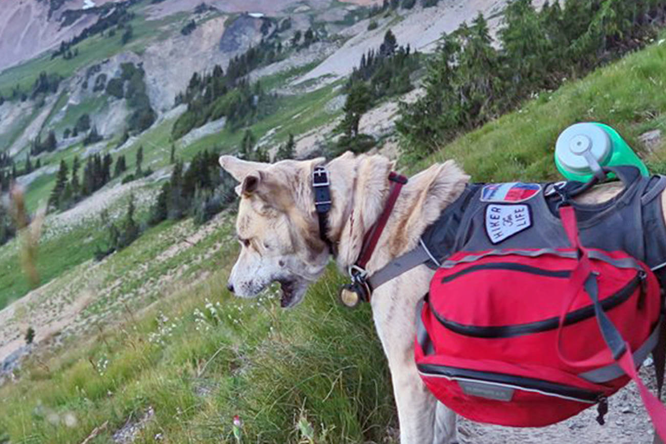 Taking a service dog on the trail