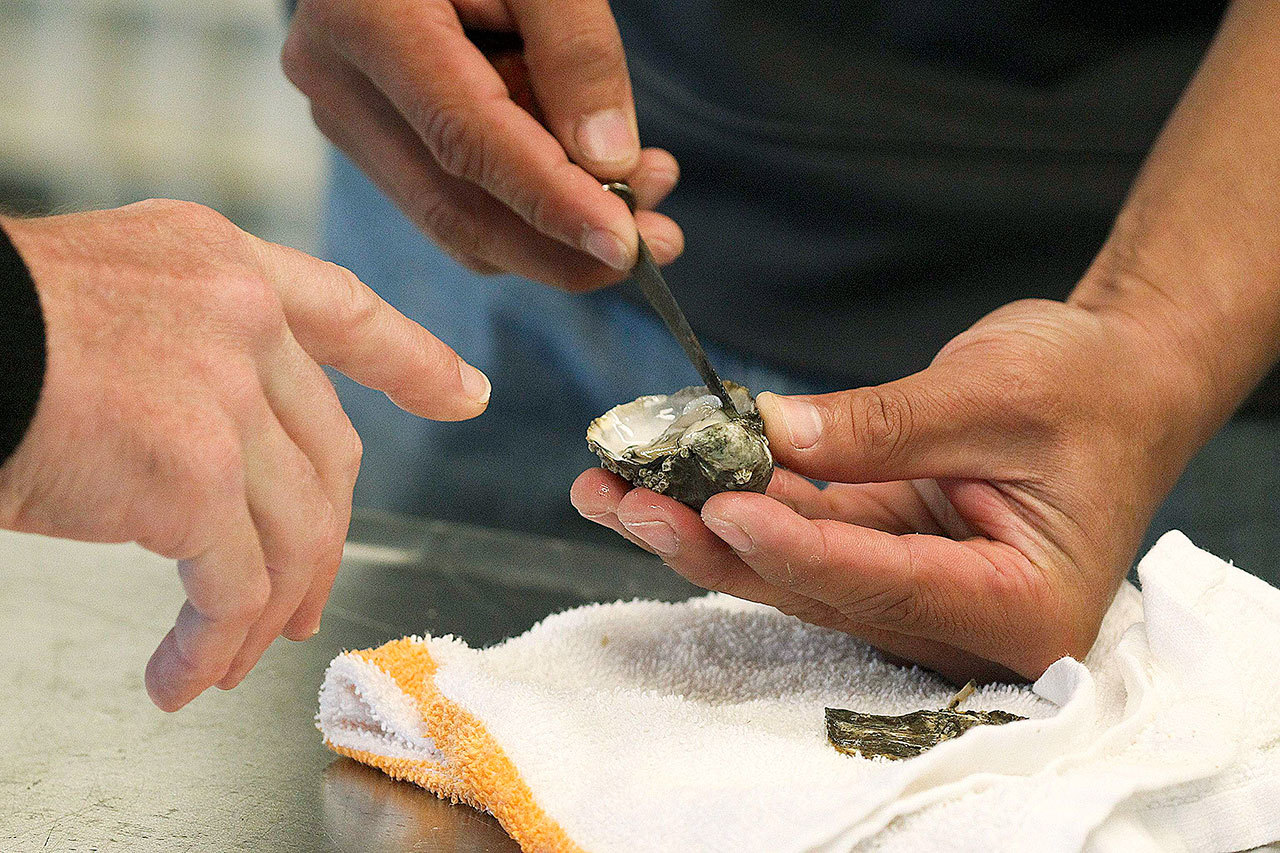 Taylor Shellfish Farm’s Ismael Sosa shucks a shigoku oyster grown in Samish Bay. (Ian Terry / Herald File)