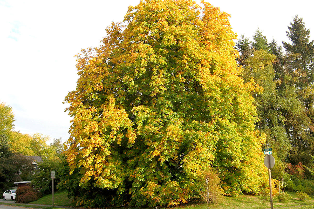 Walking tours around Snohomish all about city’s oldest trees