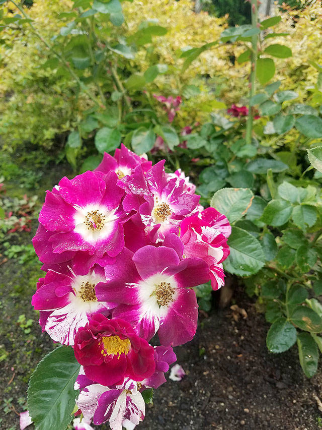 The “Purple Splash” climbing rose is related to the famous “Fourth of July” climber. (Sandra Schumacher)