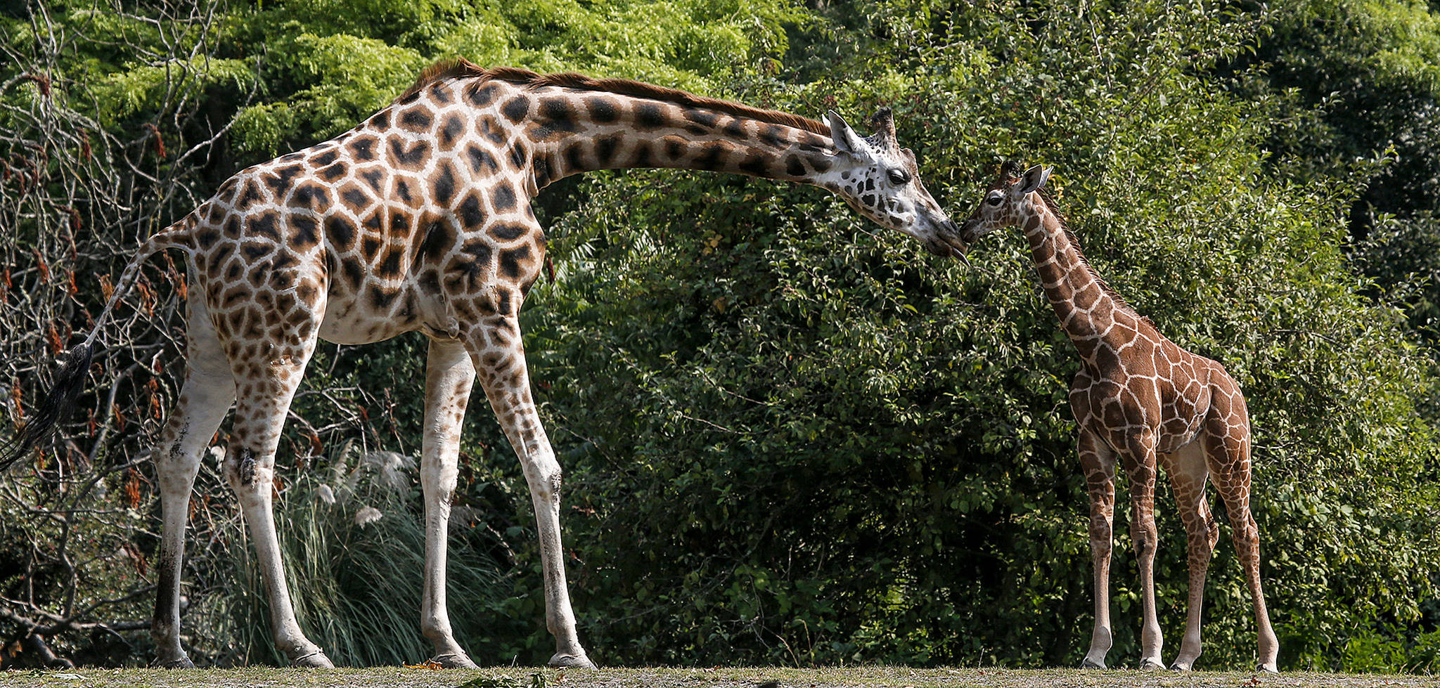 Tufani (left) nuzzles her baby, Lulu, at the Woodland Park Zoo in Seattle. Lulu was born on June 20. (Ian Terry / The Herald)