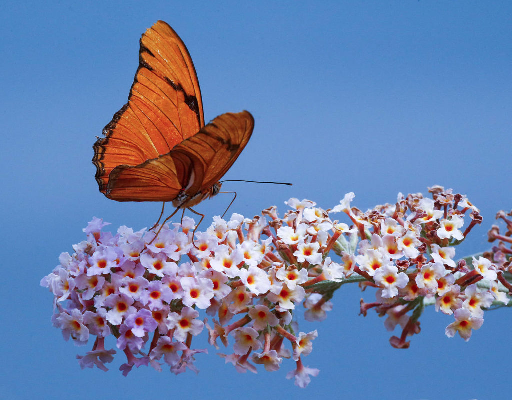 A Dryas iulia, more commonly known as a Julia butterfly, is seen at the zoo. (Ian Terry / The Herald)

