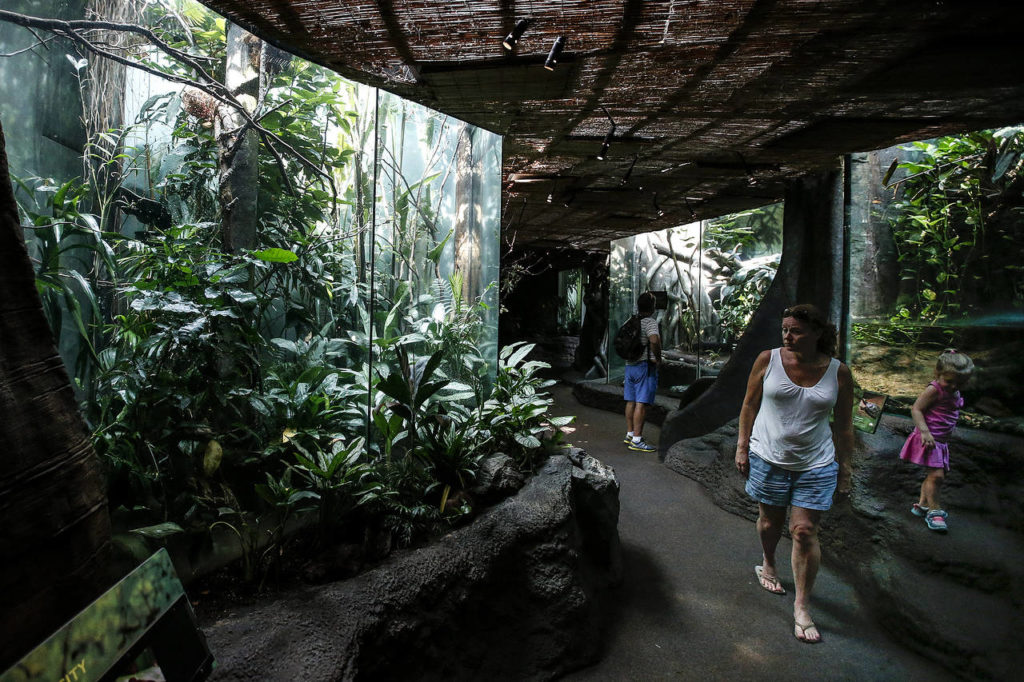 Visitors walk through the Woodland Park Zoo’s tropical rainforest environment in Seattle. (Ian Terry / The Herald)
