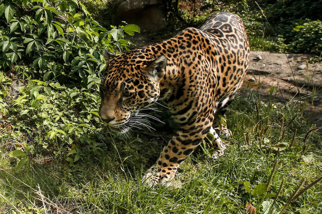 A jaguar roams in its glass-enclosed habitat at the Woodland Park Zoo in Seattle. (Ian Terry / The Herald)
