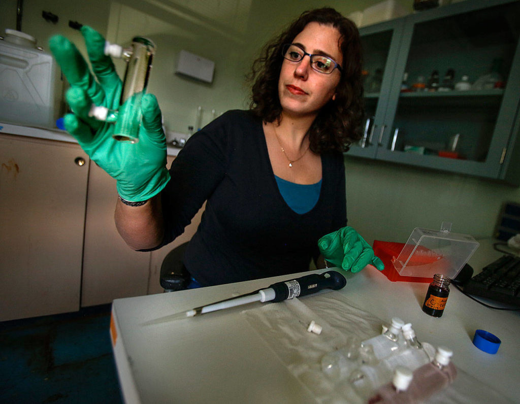 At the NOAA marine science center in Mukilteo, Shallin Busch conducts research to determine ocean acidification affects on marine species, including the Dungeness crab. (Dan Bates / The Herald)
