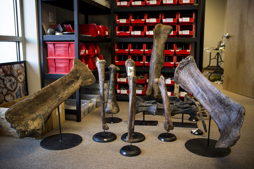 Dinosaur bones sit on stands at FossilEra. The online-only business is based out of a 5,000-square-foot space in Monroe. (Ian Terry / The Herald)
