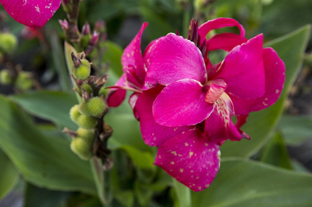 Pink canna lily flowers bloom in Jeff and Fran True’s yard at their Everett home. The flowers, common in the Carolinas, remind Fran of North Carolina, her native home. (Ian Terry / The Herald)
