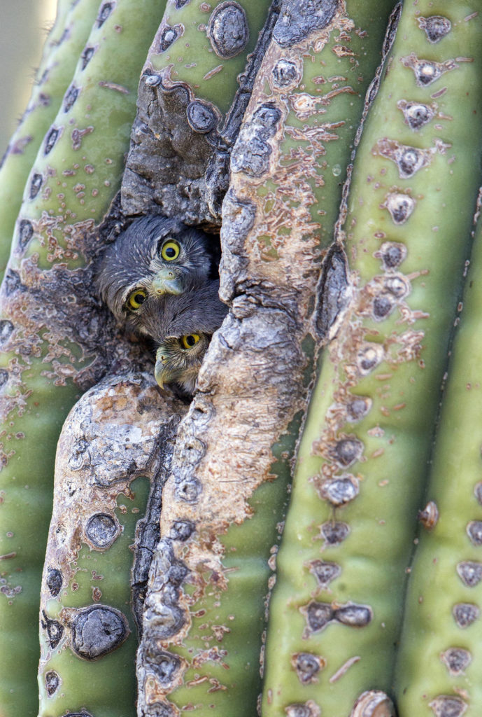 Within days of leaving the nest, cavity nesting owls, like these rare Cactus Ferruginous Pygmy-Owls, spend a great deal of time peering out of their nest cavities. (Paul Bannick)
