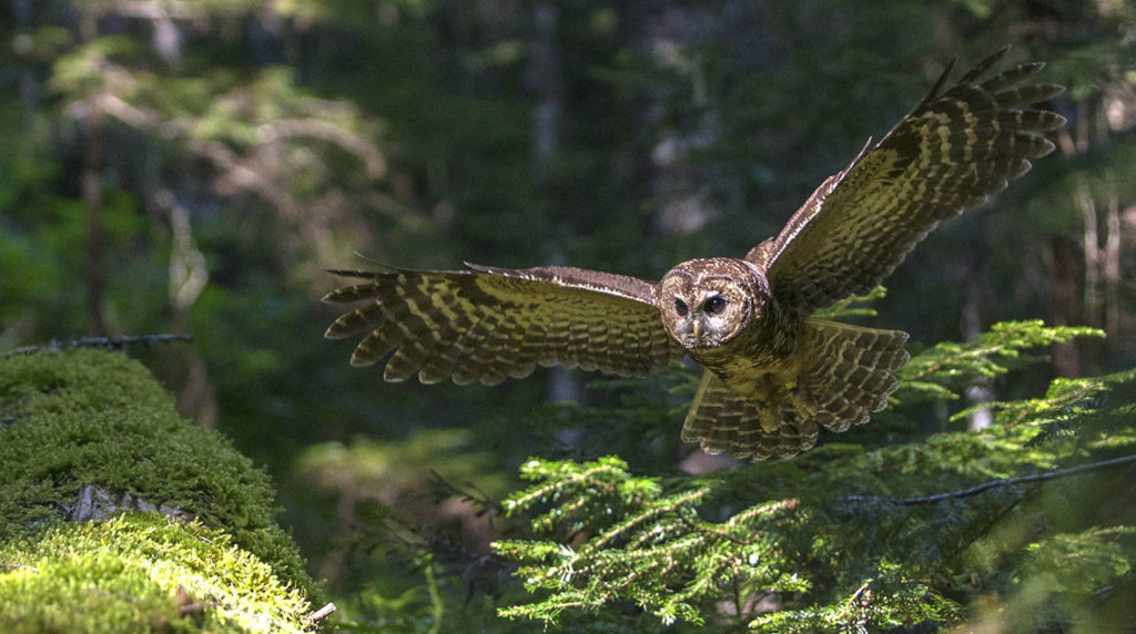 Northern Spotted Owls are an endangered owl that inhabits ancient forests with cathedral-like canopies where rays of the sun sift through several canopies before reaching the moist, mossy ground. (Paul Bannick)
